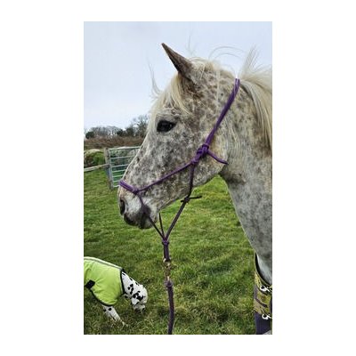 Incorrectly Fitted Rope Halter