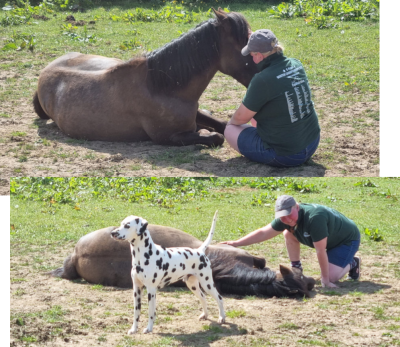 Emillie hanging out with Rexelle and Kipper, the Dalmatian, in the field