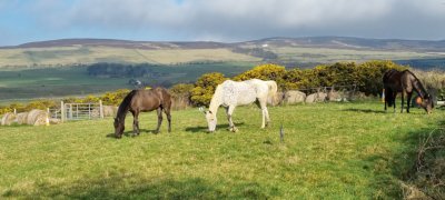 Rexelle with field mates Prince and Nova